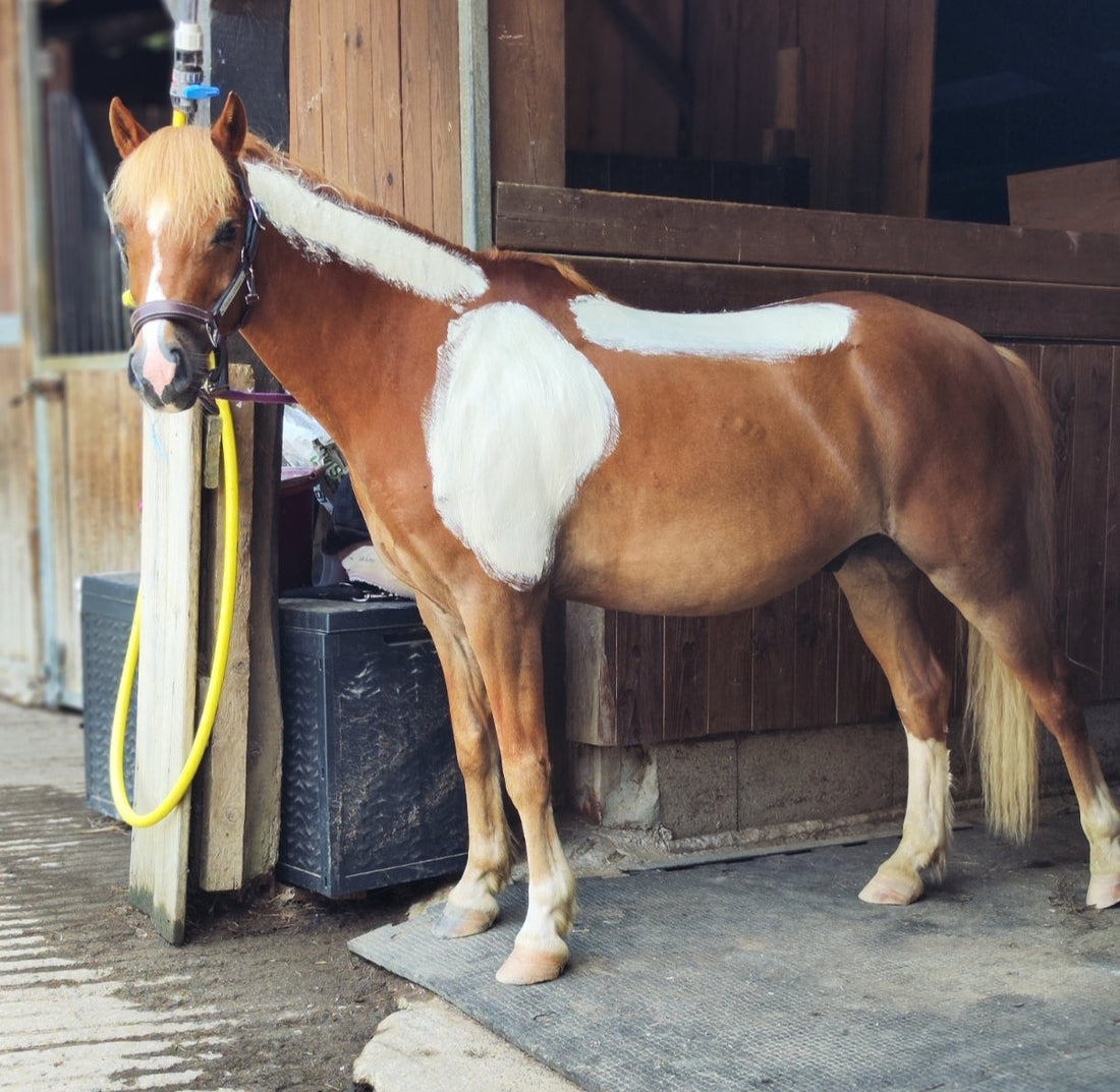 L’argile, l’allié parfait pour prendre soin de son cheval