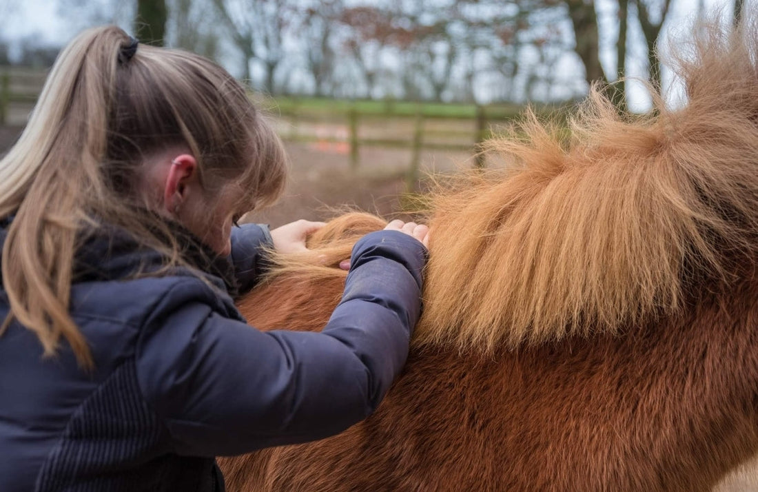 Apprenez à masser vous-même votre cheval